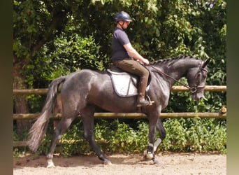 Westfale, Stute, 4 Jahre, 160 cm