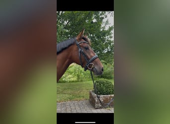 Westfale, Stute, 4 Jahre, 161 cm, Brauner