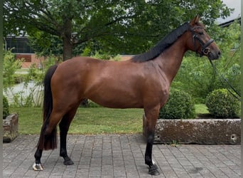 Westfale, Stute, 4 Jahre, 161 cm, Brauner