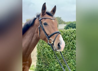 Westfale, Stute, 4 Jahre, 161 cm, Brauner