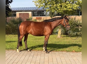 Westfale, Stute, 4 Jahre, 161 cm, Brauner