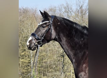 Westfale, Stute, 4 Jahre, 161 cm, Rappe