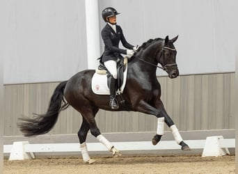 Westfale, Stute, 4 Jahre, 161 cm, Schwarzbrauner