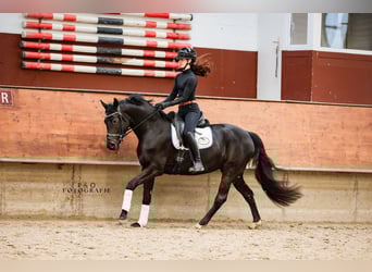 Westfale, Stute, 4 Jahre, 161 cm, Schwarzbrauner