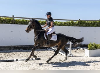 Westfale, Stute, 4 Jahre, 161 cm