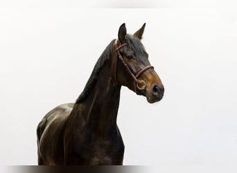 Westfale, Stute, 4 Jahre, 161 cm