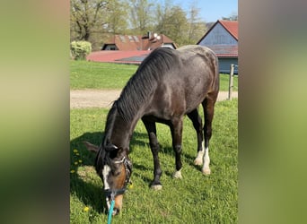 Westfale, Stute, 4 Jahre, 162 cm, Dunkelbrauner