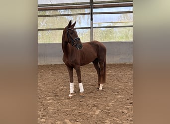 Westfale, Stute, 4 Jahre, 162 cm, Dunkelfuchs