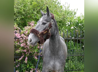 Westfale, Stute, 4 Jahre, 162 cm