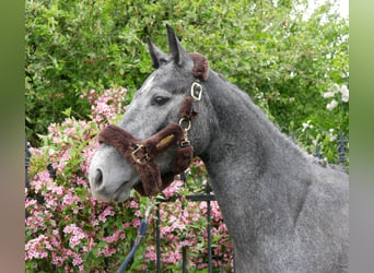 Westfale, Stute, 4 Jahre, 162 cm