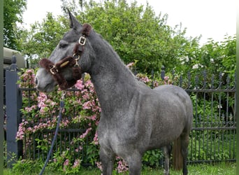 Westfale, Stute, 4 Jahre, 162 cm
