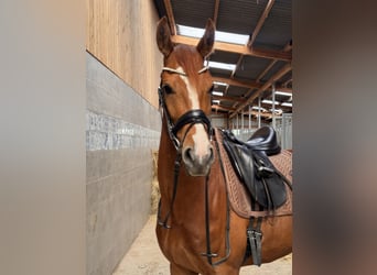 Westfale, Stute, 4 Jahre, 162 cm, Fuchs