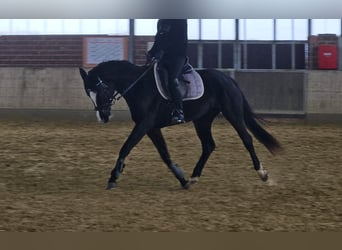 Westfale, Stute, 4 Jahre, 162 cm, Rappe