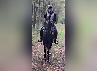 Westfale, Stute, 4 Jahre, 162 cm, Schwarzbrauner