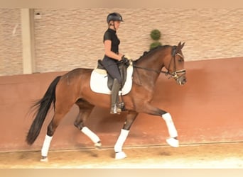 Westfale, Stute, 4 Jahre, 163 cm, Brauner