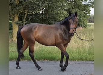 Westfale, Stute, 4 Jahre, 163 cm, Brauner