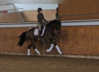 Westfale, Stute, 4 Jahre, 163 cm, Dunkelbrauner