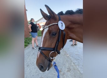 Westfale, Stute, 4 Jahre, 163 cm, Dunkelbrauner