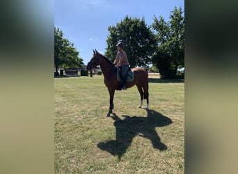 Westfale, Stute, 4 Jahre, 163 cm, Dunkelbrauner