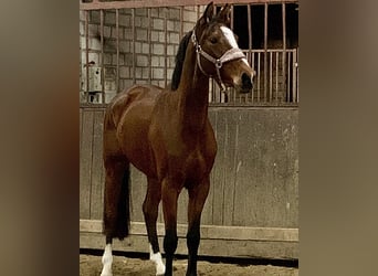 Westfale, Stute, 4 Jahre, 163 cm, Dunkelbrauner