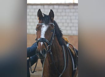 Westfale, Stute, 4 Jahre, 163 cm, Dunkelbrauner