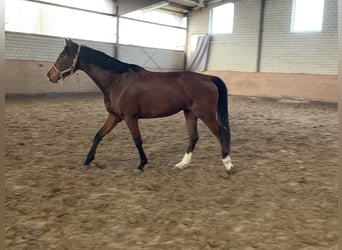 Westfale, Stute, 4 Jahre, 163 cm, Dunkelbrauner