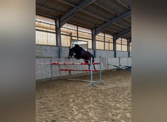 Westfale, Stute, 4 Jahre, 163 cm, Dunkelbrauner