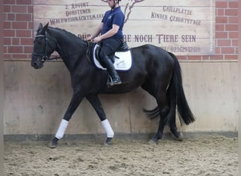 Westfale, Stute, 4 Jahre, 163 cm