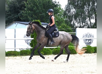 Westfale, Stute, 4 Jahre, 163 cm, Schimmel
