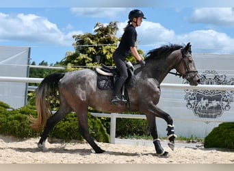 Westfale, Stute, 4 Jahre, 163 cm, Schimmel