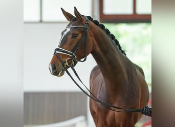 Westfale, Stute, 4 Jahre, 164 cm, Brauner