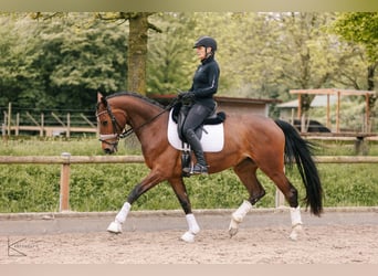 Westfale, Stute, 4 Jahre, 164 cm, Brauner