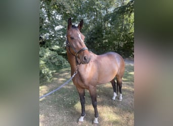 Westfale, Stute, 4 Jahre, 164 cm, Brauner
