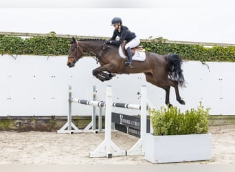 Westfale, Stute, 4 Jahre, 164 cm, Brauner