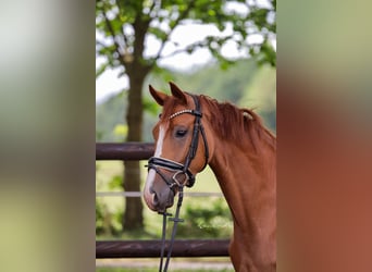 Westfale, Stute, 4 Jahre, 164 cm, Fuchs