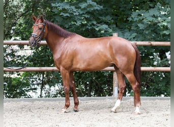 Westfale, Stute, 4 Jahre, 164 cm, Fuchs