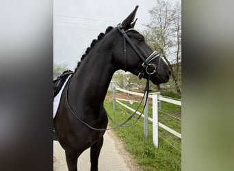 Westfale, Stute, 4 Jahre, 164 cm, Rappe