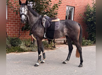 Westfale, Stute, 4 Jahre, 165 cm, Apfelschimmel