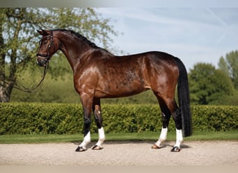 Westfale, Stute, 4 Jahre, 165 cm, Brauner