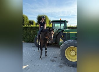 Westfale, Stute, 4 Jahre, 165 cm, Brauner