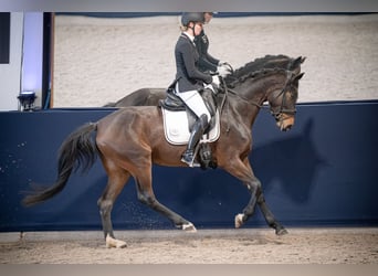 Westfale, Stute, 4 Jahre, 165 cm, Brauner