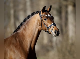 Westfale, Stute, 4 Jahre, 165 cm, Brauner