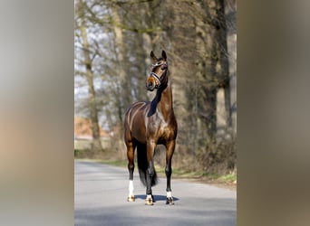 Westfale, Stute, 4 Jahre, 165 cm, Brauner