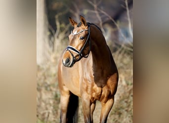 Westfale, Stute, 4 Jahre, 165 cm, Brauner