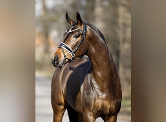 Westfale, Stute, 4 Jahre, 165 cm, Brauner