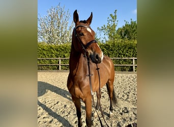 Westfale, Stute, 4 Jahre, 165 cm, Brauner