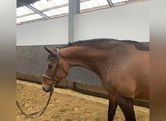 Westfale, Stute, 4 Jahre, 165 cm, Brauner