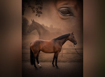 Westfale, Stute, 4 Jahre, 165 cm, Brauner