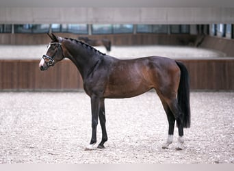 Westfale, Stute, 4 Jahre, 165 cm, Dunkelbrauner