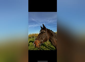 Westfale, Stute, 4 Jahre, 165 cm, Dunkelbrauner